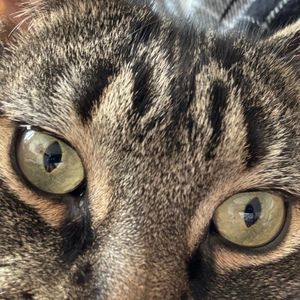 Meet your Posher, Thomas